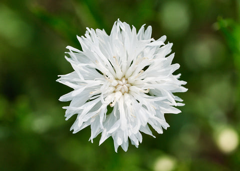 Bachelor's Button - Tall White