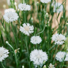 Tall White Centaurea flowers with papery white petals and slender green stems blooming in a garden.