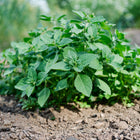 Lush Holy (Tulsi) basil plant with green serrated leaves growing in garden soil.