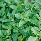 Lush green Holy Basil leaves and small flower buds growing in a garden bed.