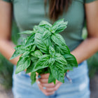 Person holding a fresh, vibrant green bunch of Italian Genovese basil leaves in a garden.