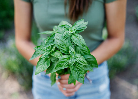 organic basil seeds for planting Italian Genovese