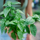 Person holding a bunch of fresh, broad, glossy green Italian Genovese basil leaves in a garden.