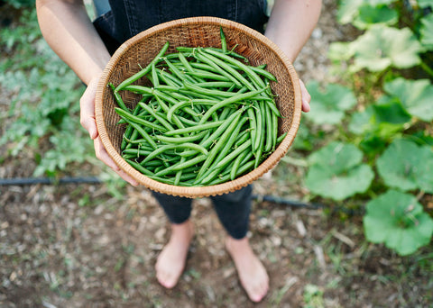 Vegetable Seeds
