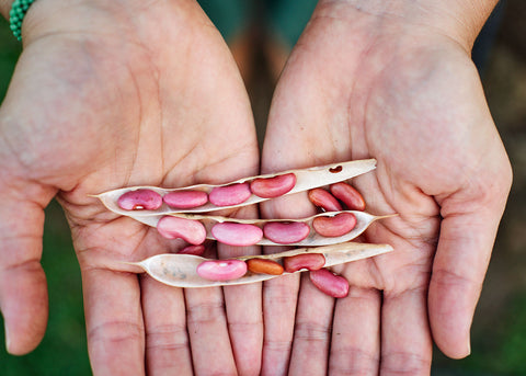 Light Red Kidney - Bush Bean Seeds