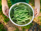 Hands holding a stainless steel colander filled with freshly harvested Blue Lake FM1K pole beans in a garden.