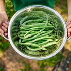Hands holding a stainless steel colander filled with freshly harvested Blue Lake FM1K pole beans in a garden.