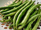 Freshly harvested Blue Lake FM1K pole beans piled in a white decorative colander.