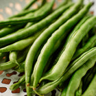 Freshly harvested Blue Lake FM1K pole beans piled in a white decorative colander.