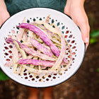 Hands holding a white colander filled with freshly harvested Dragon's Tongue beans featuring pale yellow and purple streaks.