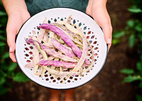 Dragon's Tongue - Bean Seeds