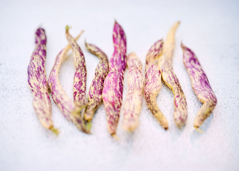 Dragon's Tongue - Bean Seeds