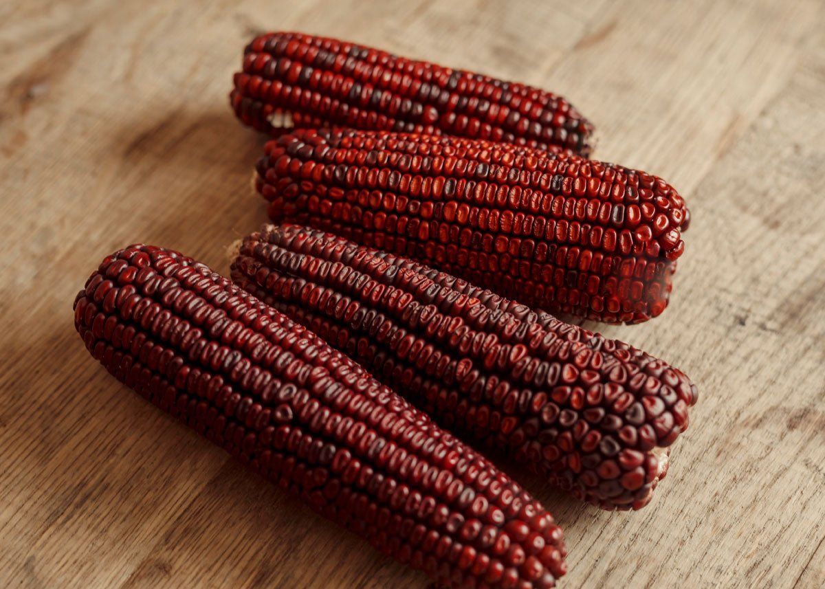 Bloody Butcher - Corn Seeds - Organic