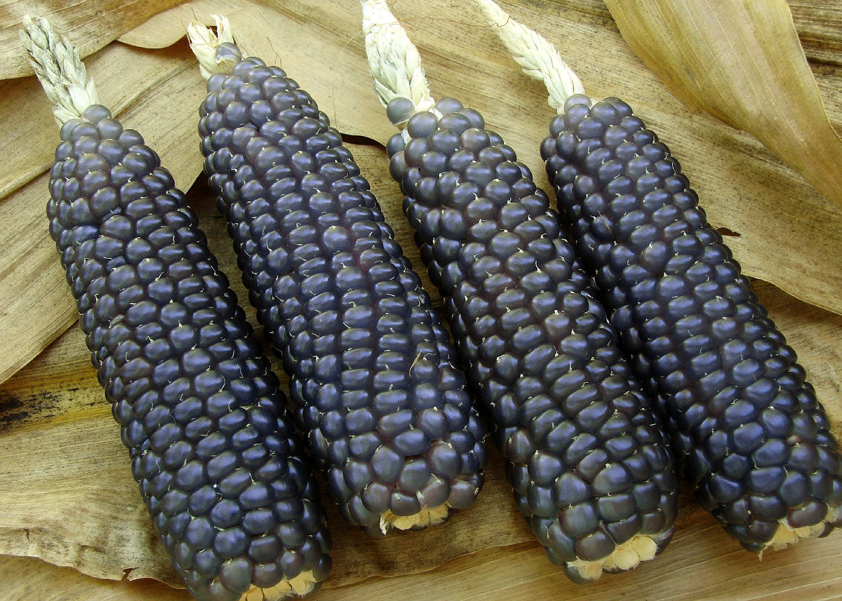 Blue Hopi - Corn Seeds