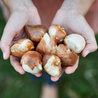 Hands holding a cluster of brown and white Blushing Lady tulip bulbs ready for planting.