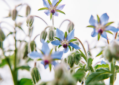 Borage Organic Seeds