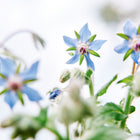 Star-shaped blue Borage flowers with fuzzy green buds and stems against a bright, soft-focus background.