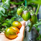 Hand holding clusters of ripening Brad's Atomic Grape tomatoes with green, purple, and red streaked skin.