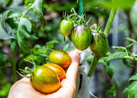 Brad's Atomic Grape - Tomato Seeds