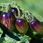 Cluster of Brad's Atomic Grape tomatoes showing purple, green, and red streaked skin on a vine with green leaves.