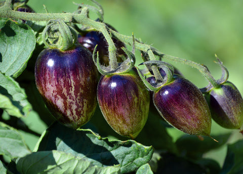 Brad's Atomic Grape - Tomato Seeds