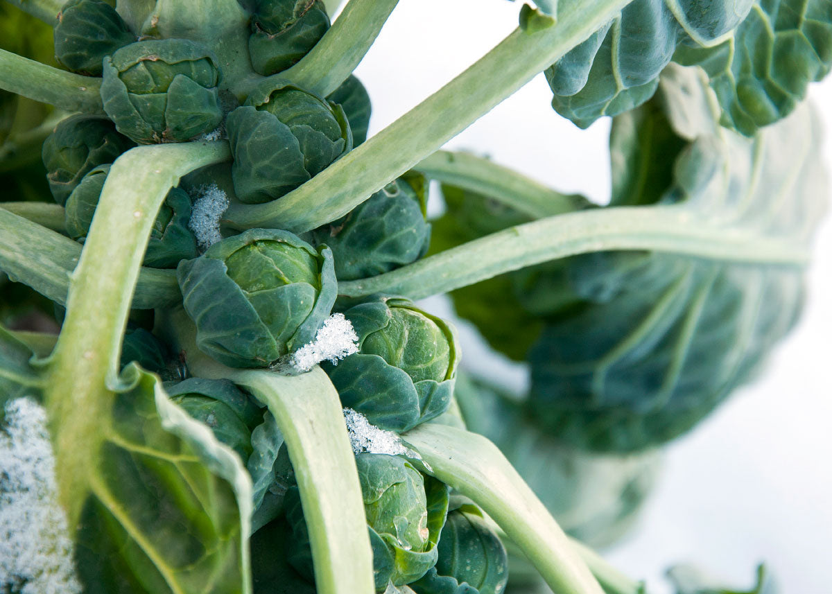 Catskill - Brussels Sprout Seeds