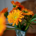 Bright orange Resina Calendula flowers in a small vase, captured in a close-up shot.