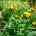 Bright orange Resina calendula flowers blooming in a lush green garden.