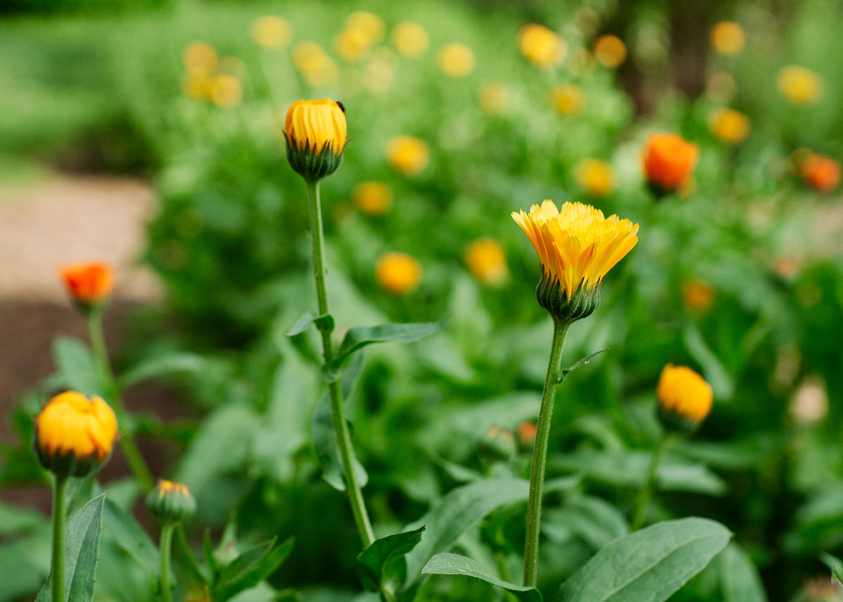 Resina - Calendula Seeds - Organic