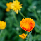 Bright orange Resina calendula flower in full bloom against a soft-focus green garden background.