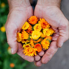 Cupped hands holding a fresh harvest of bright orange Resina calendula flowers against a blurred garden background.