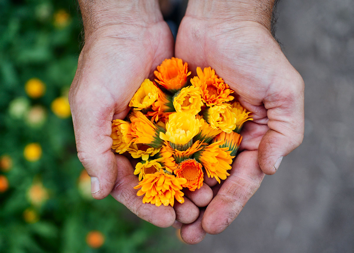 Resina - Calendula Seeds - Organic