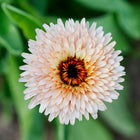 Top-down view of a Strawberry Blonde calendula flower with soft peach and cream petals surrounding a dark center.