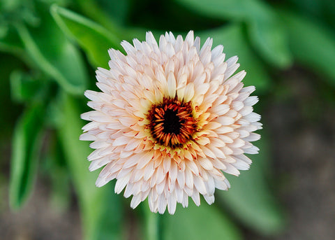 Strawberry Blonde - Calendula Seeds - Organic