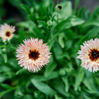 Strawberry Blonde calendula flowers with peach and rose-tipped petals blooming above lush green foliage.
