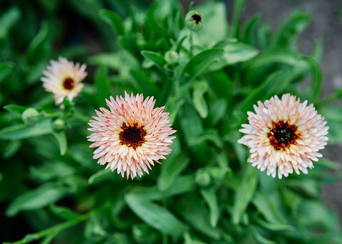 Strawberry Blonde - Calendula Seeds - Organic