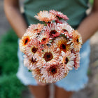 A person holding a bouquet of Strawberry Blonde calendula flowers in shades of peach, cream, and rose.