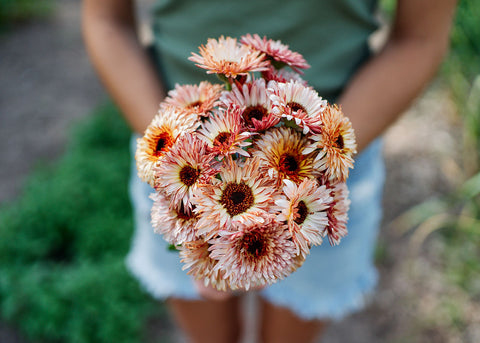 Strawberry Blonde - Calendula Seeds - Organic