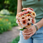 Person holding a bouquet of peach and rose-colored Strawberry Blonde calendula flowers in a garden.