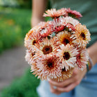 Person holding a fresh bouquet of warm-toned Strawberry Blonde Calendula flowers in a garden.