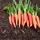 A bunch of freshly harvested Atomic Red carrots with green tops lying on dark garden soil.
