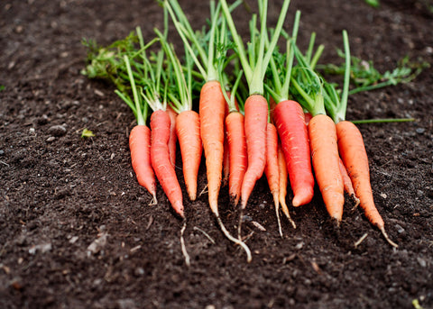 Atomic Red - Carrot Seeds