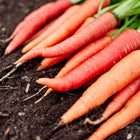 A harvest of freshly pulled Atomic Red carrots with vibrant coral-red roots and green tops resting on dark soil.