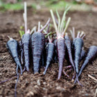 A harvest of freshly pulled Black Nebula carrots with deep purple-black skin resting on dark garden soil.