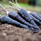 Freshly harvested Black Nebula carrots with deep purple-black skin lying on dark garden soil.