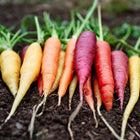 Freshly harvested Rainbow Mix carrots in shades of purple, red, orange, and yellow lying on dark garden soil.