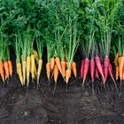Freshly harvested Rainbow Mix carrots in orange, yellow, and purple varieties with green tops lying on dark soil.
