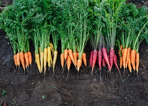 Rainbow Mix - Carrot Seeds