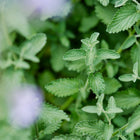 Close-up of Catnip plant with textured gray-green leaves and soft purple flowers in the blurred foreground.
