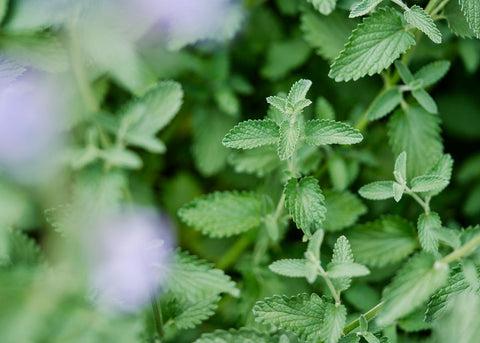 Catnip Seeds